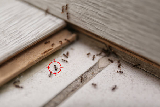 Best Spider Control Near Me  in Jasper, FL