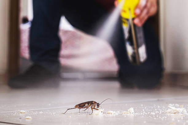 Best Affordable Pest Control Services  in Jasper, FL
