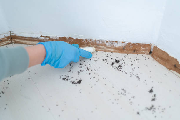 Best Flea Control Services  in Jasper, FL