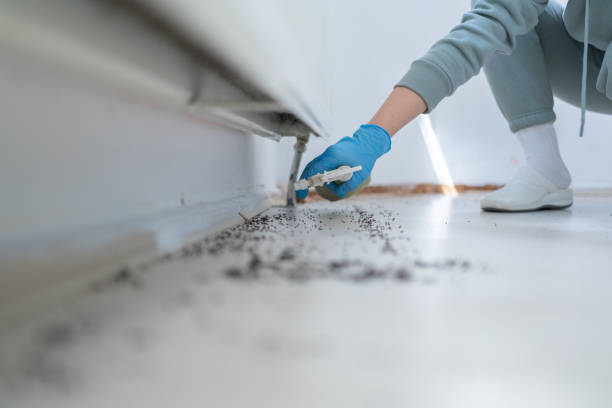 Wasp Removal Services in Jasper, FL